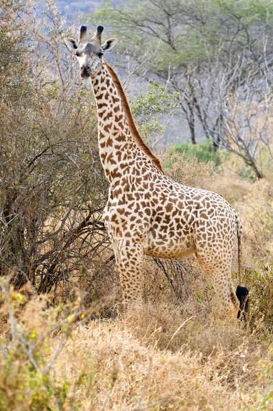 Animais Girafa Marrom Vida Selvagem Flora Fauna Natureza — Fotografia de Stock