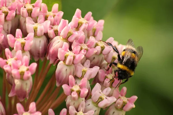 Vue Rapprochée Bel Insecte Bourdon — Photo