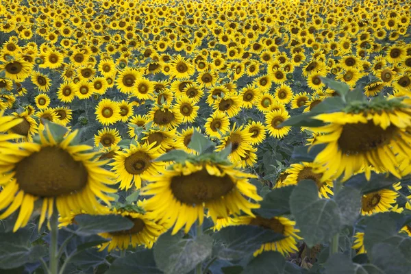 Tournesol Vue Rapprochée — Photo