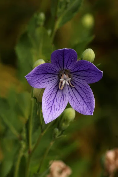 Ballongblomma Platykodon Grandiflorus — Stockfoto