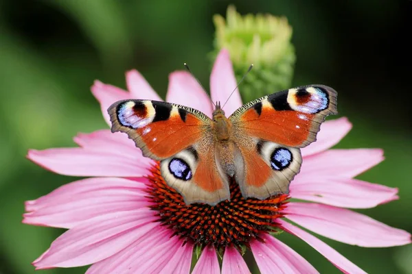 Occhio Pavone Farfalla Insetto — Foto Stock