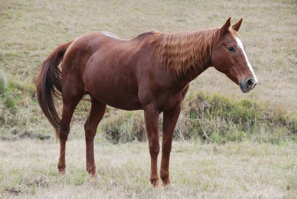 Trevo Quarterhorse Anos — Fotografia de Stock