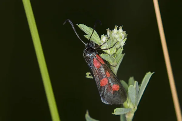 Närbild Insekter Vild Natur — Stockfoto