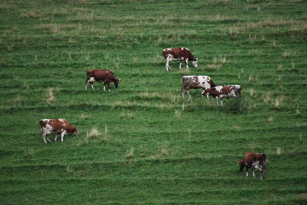 Αγελάδες Στο Φυσικό Τοπίο Επιλεκτική Εστίαση — Φωτογραφία Αρχείου