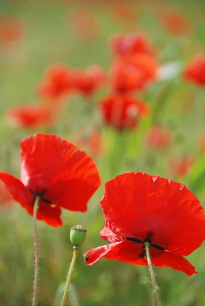 Vista Cerca Hermosas Flores Amapola Silvestre — Foto de Stock