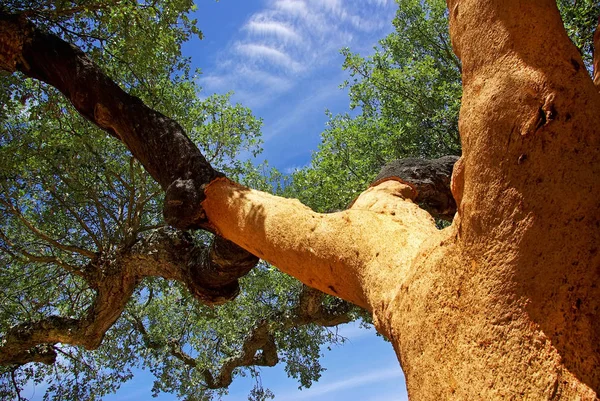 Oaks Tree Portugal — Stock Photo, Image