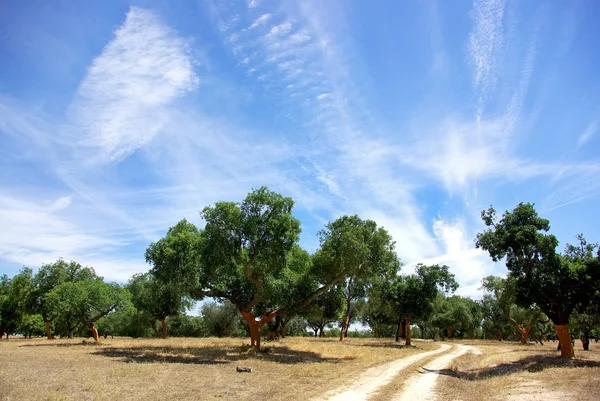 Oaks Tree Portugal — Stock Photo, Image