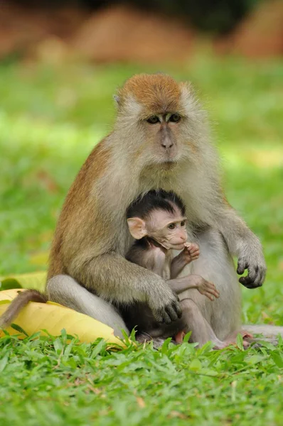 恒河猴和婴儿 — 图库照片