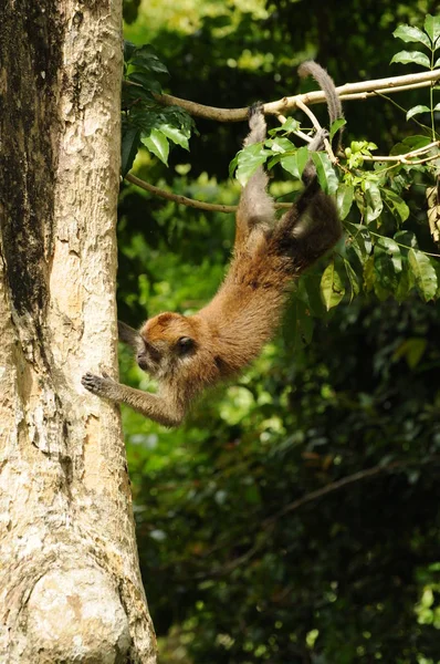 Małpa Rhesus Macaque Swinging — Zdjęcie stockowe