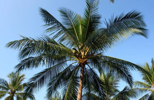 Hindistan Cevizi Ağacı Alpha Ngan Palmiye Yaprağı — Stok fotoğraf