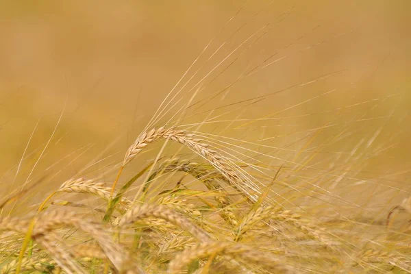 Grain Wheat Ears Cereal Product — Stock Photo, Image