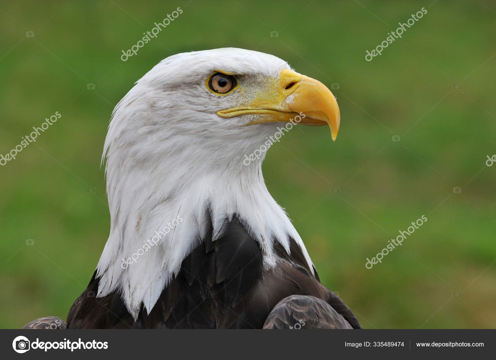 Cerrar Águila Joven Bálsamo: fotografía de stock © PantherMediaSeller  #335489474 | Depositphotos