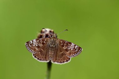 the dingy skipper (erynnis day) has a wingspan of about 2.5 cm. he has gray-brown or dark reddish-brown wings with several bright spots and a white dot row on the outside. like the other dick head moths he puts in clipart