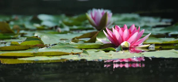 Lírio Água Flores Lago Flora Natureza — Fotografia de Stock