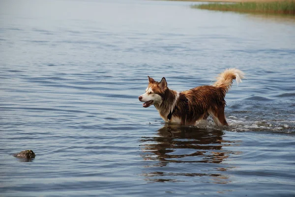 Portret Van Een Schattige Hond — Stockfoto