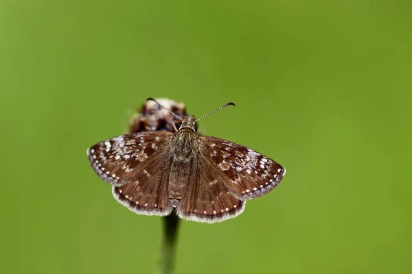 Dingy Skipper Erynnis Day Has Wingspan Has Gray Brown Dark — 스톡 사진
