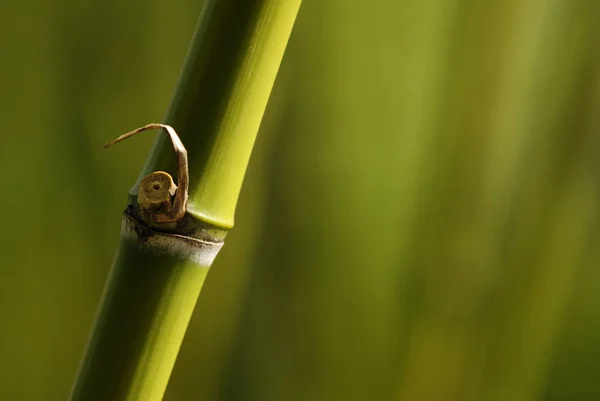 Vista Cerca Los Insectos Naturaleza — Foto de Stock