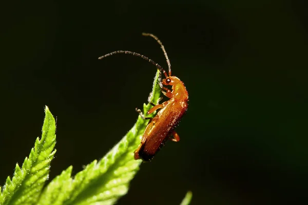 Közelkép Bug Vad Természet — Stock Fotó