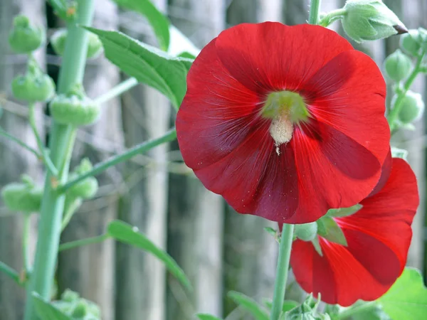 Mooi Botanisch Schot Natuurlijk Behang — Stockfoto