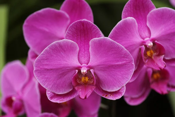 Inflorescencia Phaelaen Púrpura Orquídea —  Fotos de Stock