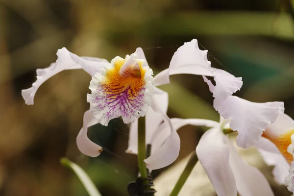 Natürliche Orchideenblüte Flora Pflanze — Stockfoto