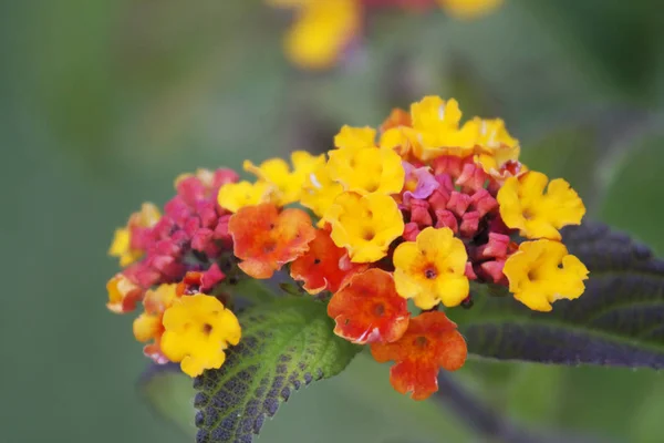 Bellissimi Fiori Sfondo Concetto Floreale — Foto Stock