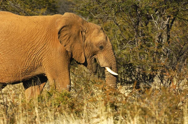 Afrikai Emlős Növényevő Állat Elefánt — Stock Fotó