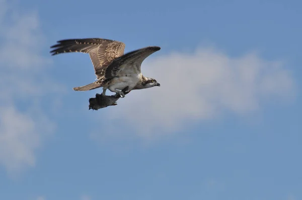 Malerischer Blick Auf Schöne Fischadler Vogel — Stockfoto