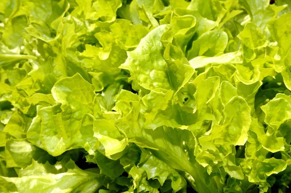 Fresh Green Lettuce Salad Leaves — Stock Photo, Image