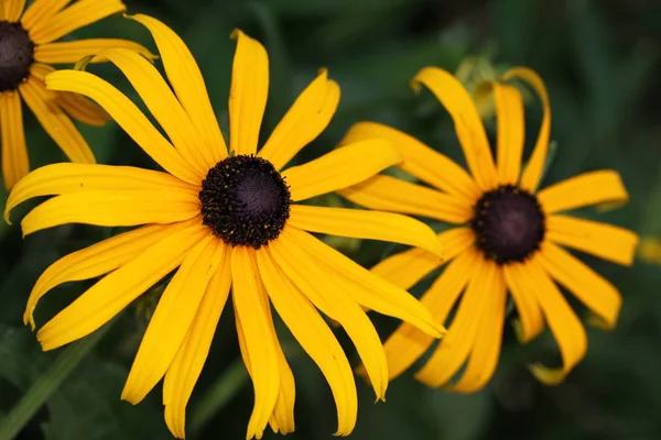 Bellissimi Fiori Sfondo Concetto Floreale — Foto Stock