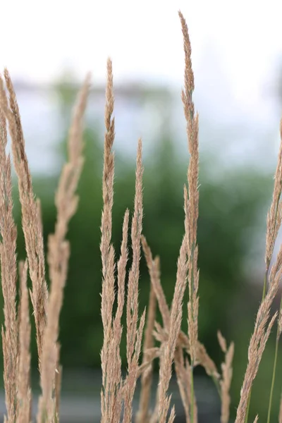 Flora Trawiasta Roślina Przyrodzie — Zdjęcie stockowe