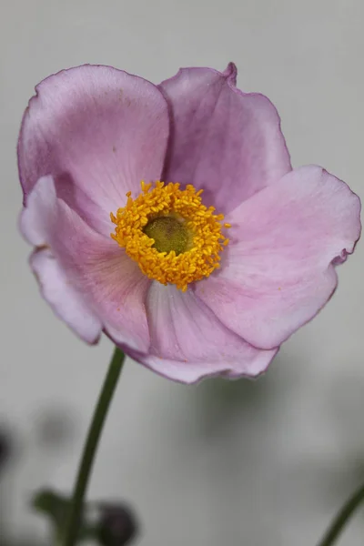 Beautiful Blooming Anemone Flowers — Stock Photo, Image