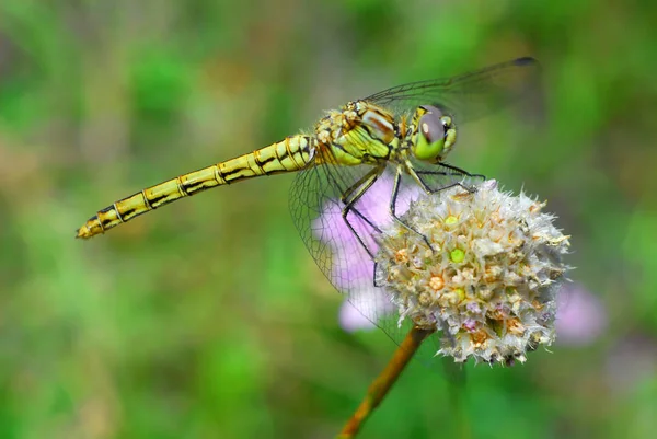 Naturkäfer Mit Flügeln Naturinsekt — Stockfoto