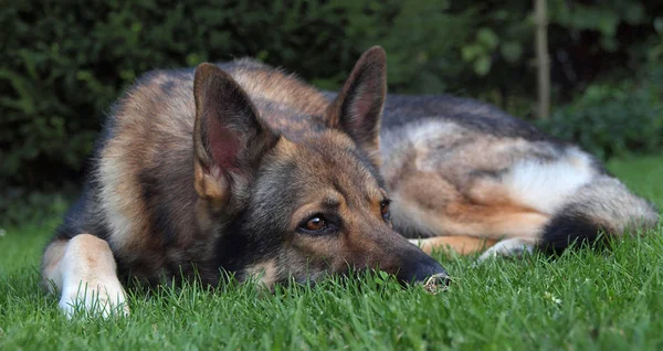 Porträt Eines Süßen Hundes — Stockfoto