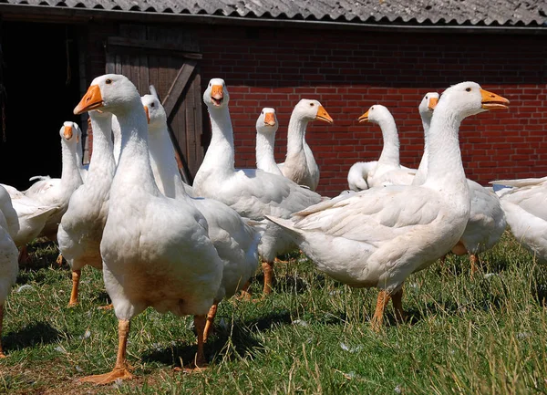 Festői Kilátás Liba Madarak Természetben — Stock Fotó