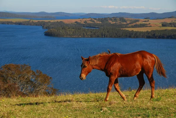 quarter horse annual at the myall lake