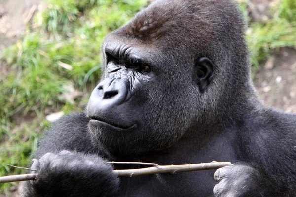Primat Hayvan Goril Maymun Maymun — Stok fotoğraf