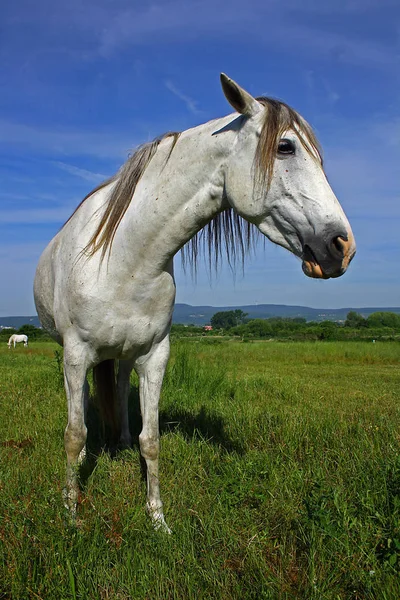 Cavalos Livre Durante Dia — Fotografia de Stock