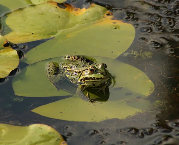 Πράσινο Βρώσιμος Βάτραχος Ευρωπαϊκός Βάτραχος Κοινός Βάτραχος Νερού — Φωτογραφία Αρχείου