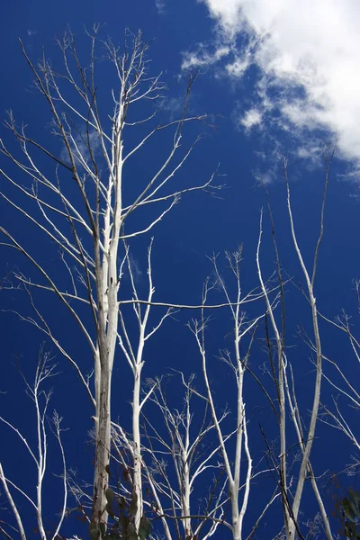 Árvores Gastas Contra Céu Azul — Fotografia de Stock