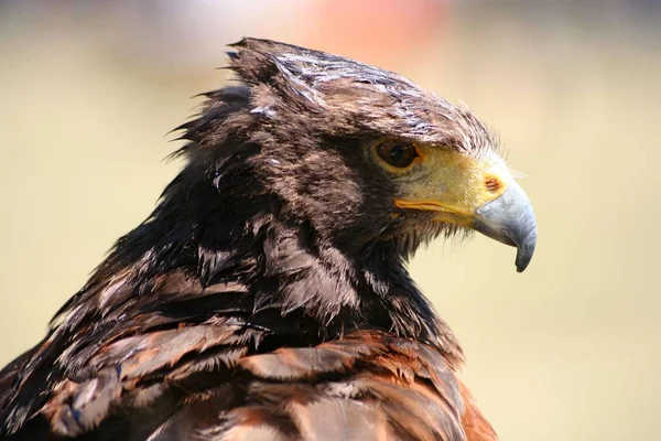 Γραφική Θέα Του Μαγευτικό Αρπακτικό Buzzard — Φωτογραφία Αρχείου