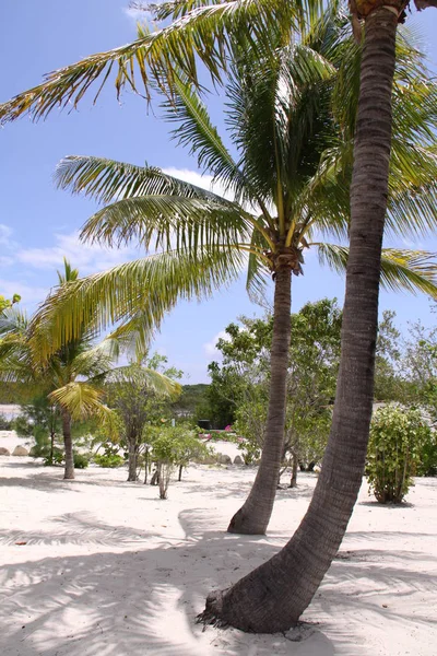 Deitado Uma Praia Sonho — Fotografia de Stock