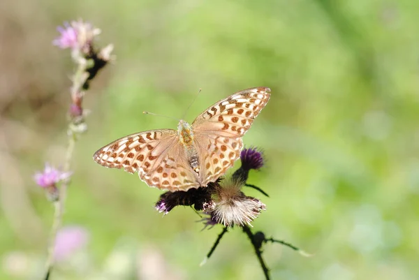 Borboleta Sol — Fotografia de Stock