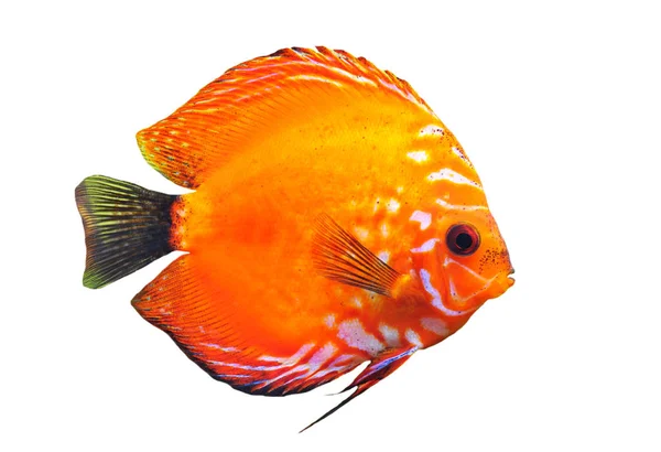 Akvaryumdaki Japon Balığı — Stok fotoğraf