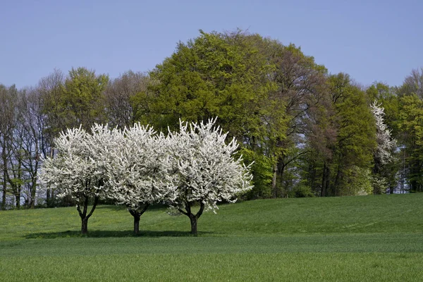 Frühlingslandschaft Mit Kirschbäumen — Stockfoto