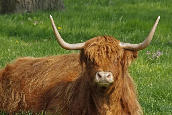 Scottish Highland Ganado Animales Vida Silvestre —  Fotos de Stock