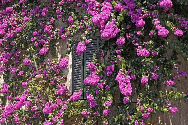 Sirmione House Old Town Bougainvillea Glabra Drillingsblume Gardase — Stock Photo, Image