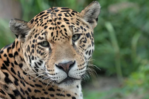 Jaguar Caçador Gato Grande Animal Selvagem — Fotografia de Stock