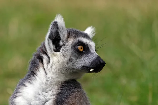 Halka Kuyruklu Lemur Hayvanı Bitki Hayvan — Stok fotoğraf