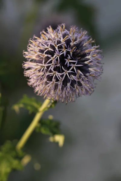 Sommerflora Blüten Und Botanikkonzept — Stockfoto